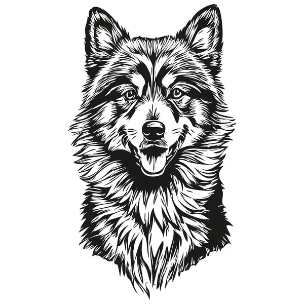 Finský Lapphund Pes Tužka Ruční Kreslení Vektor Obrys Ilustrace Pet — Stockový vektor