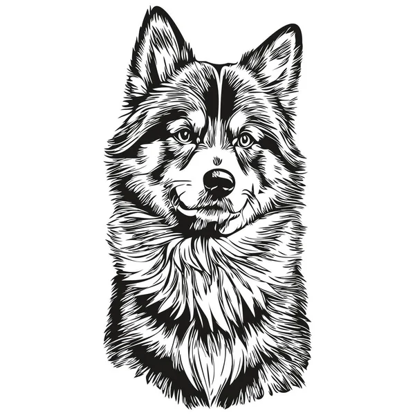 芬兰拉菲狗的矢量肖像 纹身或T恤衫图上的动物手绘画 — 图库矢量图片