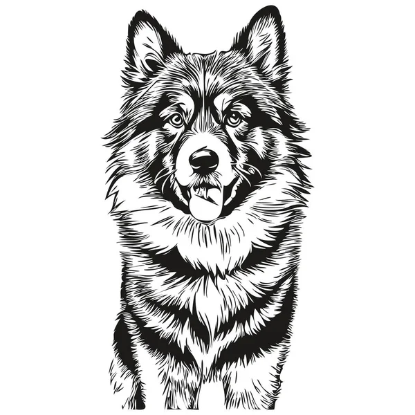 Finlandés Lapphund Perro Realista Mascota Ilustración Mano Dibujo Cara Negro — Vector de stock