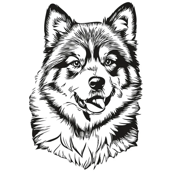 Finnische Lapphund Hund Vektor Gesicht Zeichnung Porträt Skizze Vintage Stil — Stockvektor