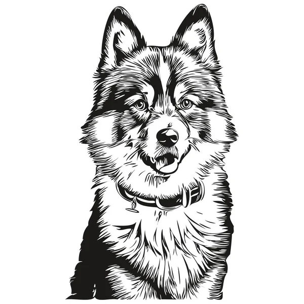 芬兰拉菲狗真实的宠物图解 手绘脸黑白矢量 — 图库矢量图片
