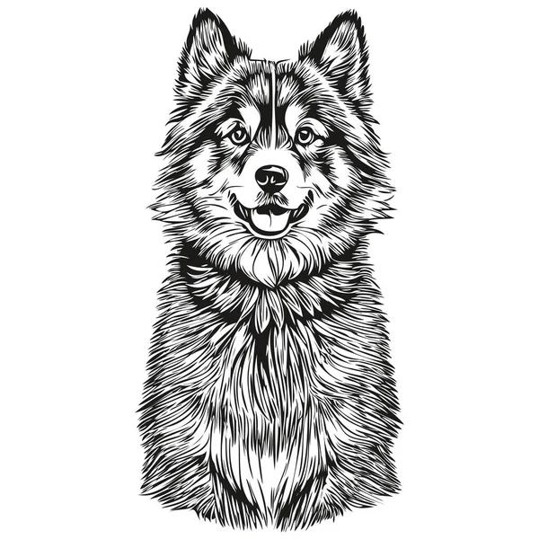 Finnish Lapphund Dog Vector Face Draw Portrait Sketch Vintage Style — 스톡 벡터
