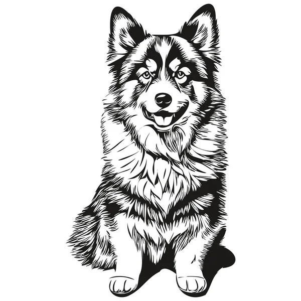 Finnish Lapphund Dog Vector Face Draw Portrait Sketch Vintage Style — 스톡 벡터