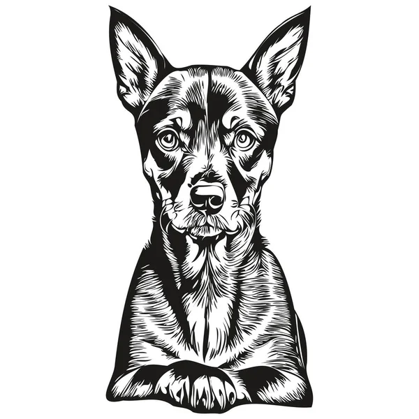 Niemiecki Pinscher Pies Grawerowany Wektor Portret Twarz Kreskówka Vintage Rysunek — Wektor stockowy