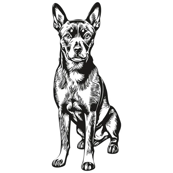 Γερμανικά Pinscher Σκυλί Φυλή Γραμμή Σχέδιο Κλιπ Τέχνη Ζώο Χέρι — Διανυσματικό Αρχείο