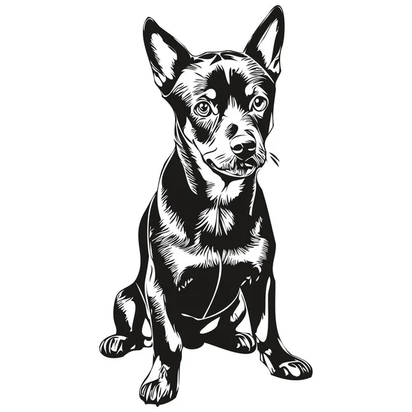German Pinscher Dog Face Vector Portrait Funny Outline Pet Illustration — 스톡 벡터