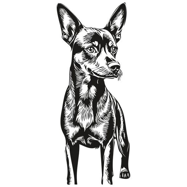 Γερμανική Pinscher Σκυλί Μαύρο Διάνυσμα Σχέδιο Απομονωμένο Πρόσωπο Ζωγραφική Σκίτσο — Διανυσματικό Αρχείο