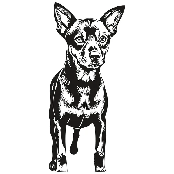 German Pinscher Dog Isolated Drawing White Background Head Pet Line — Stock Vector