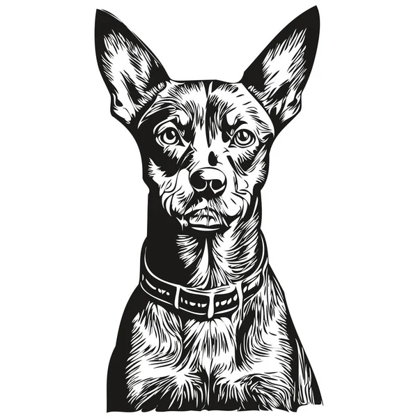 German Pinscher Dog Ink Sketch Drawing Vintage Tattoo Shirt Print — Stock Vector