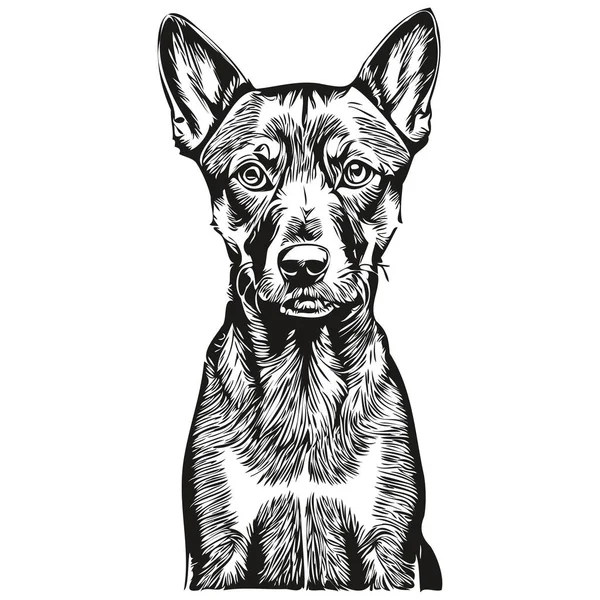 Německý Pinscher Pes Tužka Ruční Kreslení Vektor Obrys Ilustrace Pet — Stockový vektor