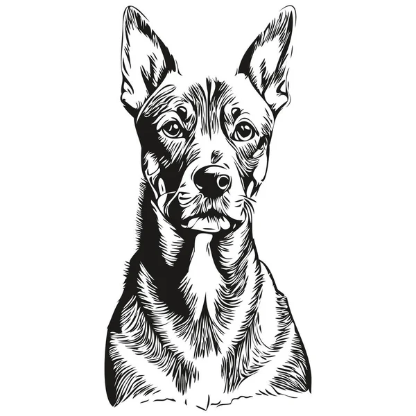 Anjing Jerman Pinscher Menguraikan Pensil Menggambar Karya Seni Karakter Hitam - Stok Vektor