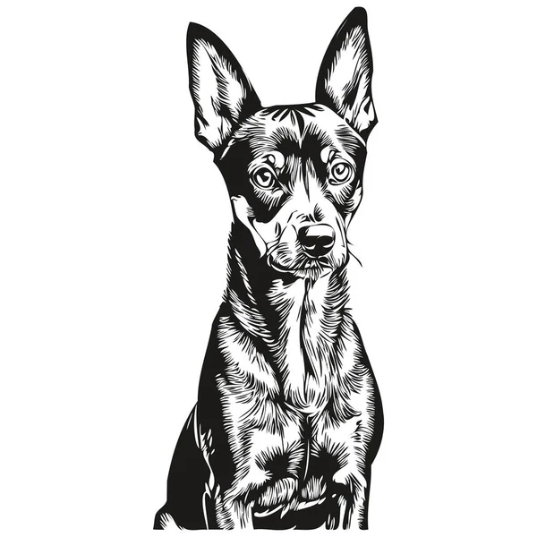 Perro Alemán Pinscher Dibujo Mascota Ilustración Grabado Blanco Negro Vector — Vector de stock
