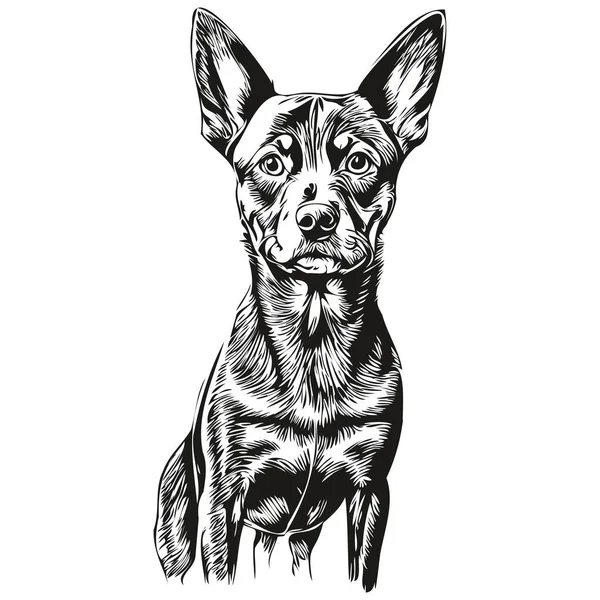 Alemão Pinscher Cão Realista Pet Ilustração Mão Desenho Rosto Preto —  Vetores de Stock