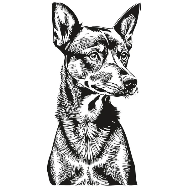 Niemiecki Pinscher Pies Pieścić Szkic Ilustracja Czarny Biały Grawerowanie Wektor — Wektor stockowy