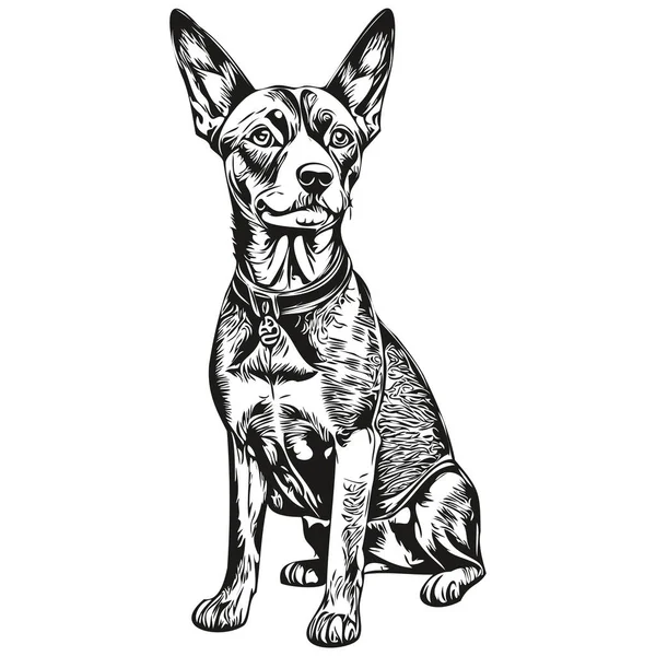 German Pinscher Dog Vector Face Drawing Portrait Sketch Vintage Style — 스톡 벡터