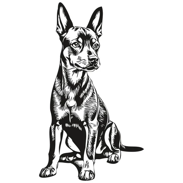 Alman Pinscher Köpek Vektör Grafikleri Çizimi Kalem Hayvan Çizgisi Çizimleri — Stok Vektör