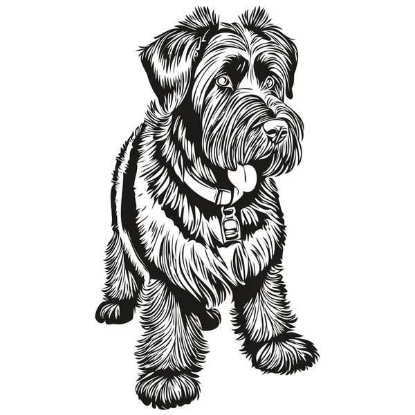 Giant Schnauzer Pies Grawerowany Wektor Portret Twarz Kreskówka Vintage Rysunek — Wektor stockowy