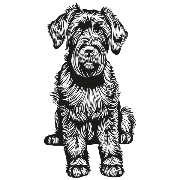 Dev Schnauzer köpek gerçekçi hayvan illüstrasyonu, el çizimi siyah beyaz vektör gerçekçi evcil hayvan