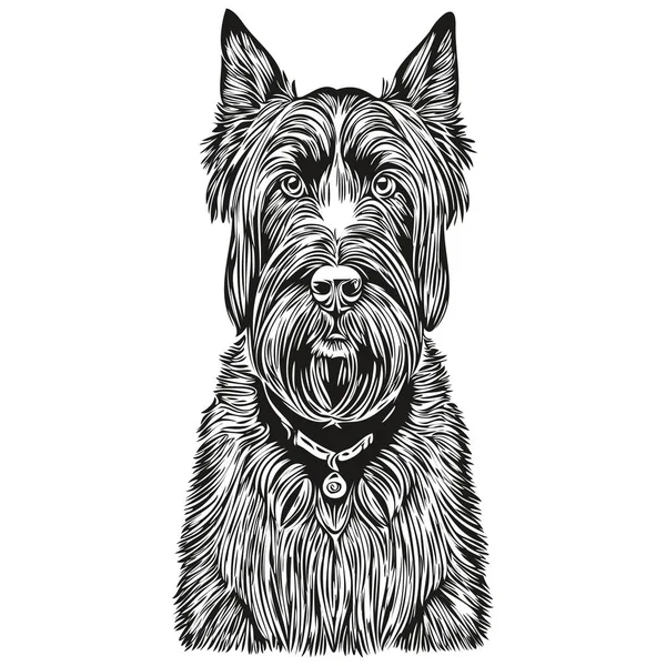 Giant Schnauzer Σκυλί Διανυσματικά Γραφικά Ζωγραφισμένα Στο Χέρι Μολύβι Ζώων — Διανυσματικό Αρχείο