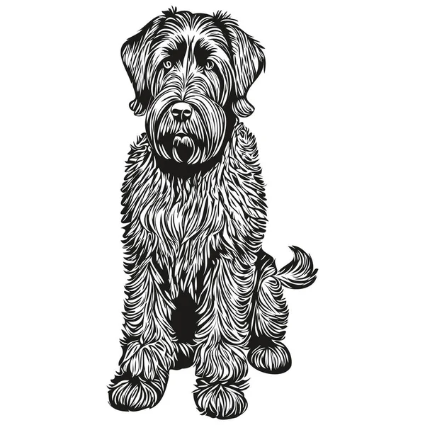 Гігантський Собака Шнауцер Векторний Малюнок Обличчя Портрет Ескіз Вінтажного Стилю — стоковий вектор