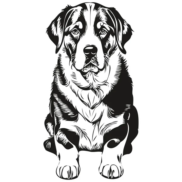 Grande Suíço Cão Montanha Rosto Vetor Retrato Engraçado Esboço Animal — Vetor de Stock