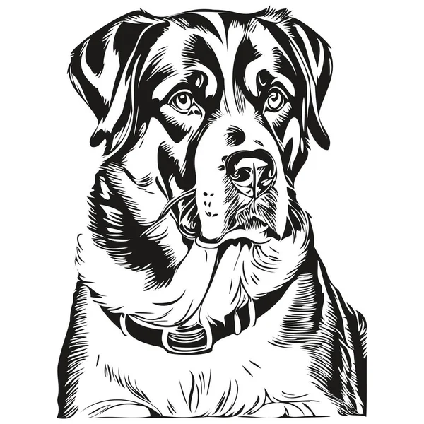 大きなスイスの山犬の頭線図ベクトル 透明背景と手描きイラスト — ストックベクタ