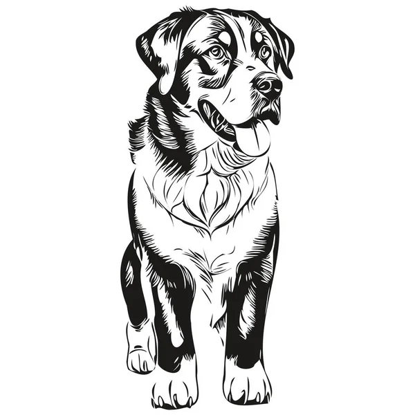 より大きなスイスの山の犬のインクのスケッチ図面 ヴィンテージタトゥーまたはTシャツプリント黒と白のベクトル — ストックベクタ