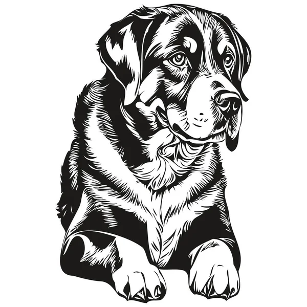 白の背景に大きなスイスマウンテン犬孤立図面 ヘッドペットラインイラスト — ストックベクタ
