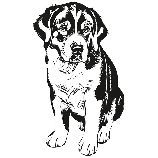 Greater Swiss Mountain Dog Line Illustration Black White Ink Sketch — Stock Vector