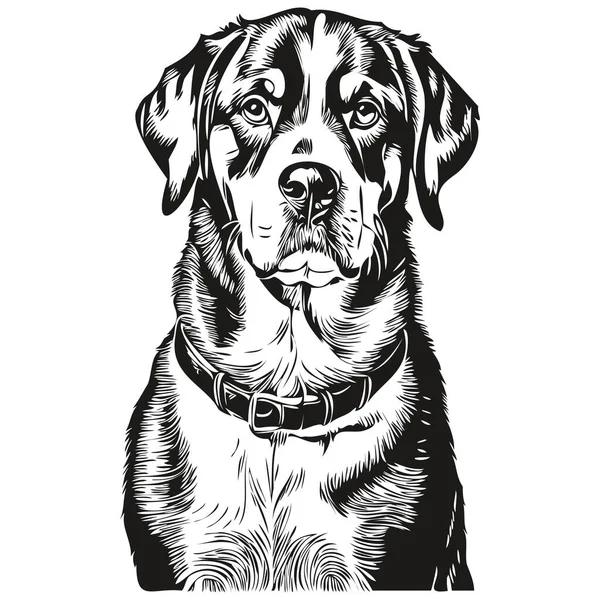 Greater Swiss Mountain Dog Outline Pencil Drawing Artwork Black Character — Stock Vector