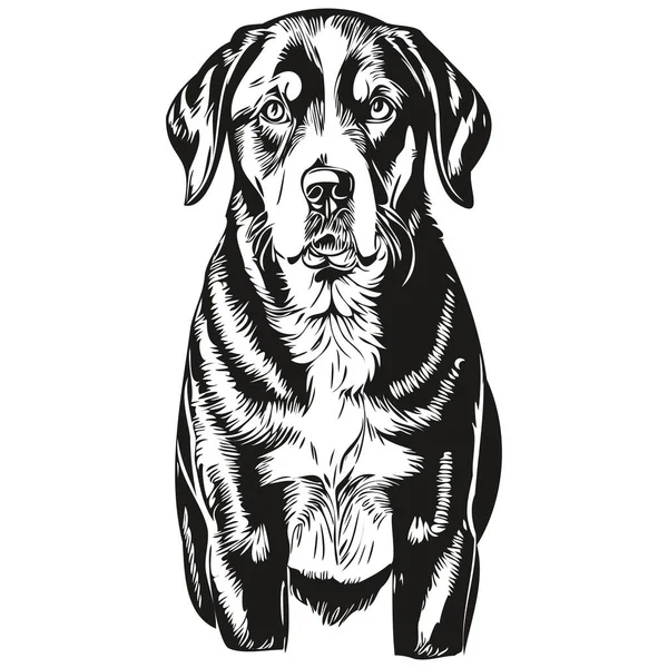 Daha Büyük Sviçreli Dağ Köpeği Kalem Çizim Vektörü Taslak Çizim — Stok Vektör