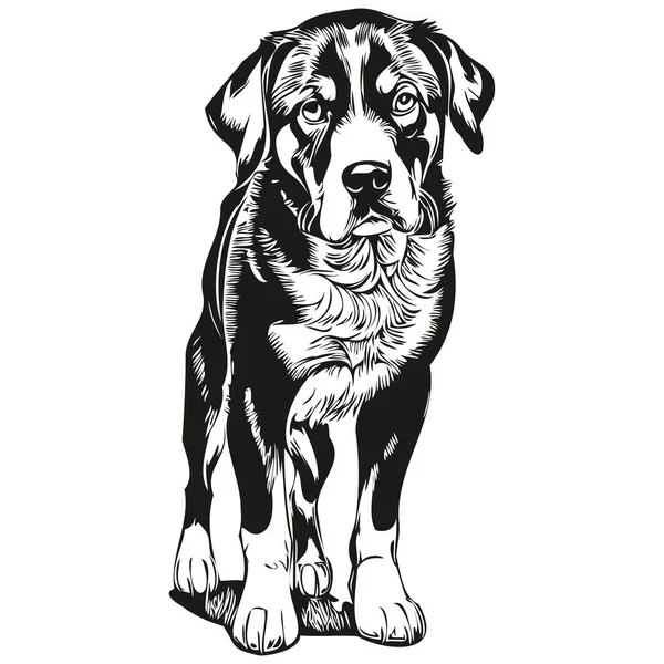 Greater Swiss Mountain Dog Outline Pencil Drawing Artwork Black Character — Stock Vector