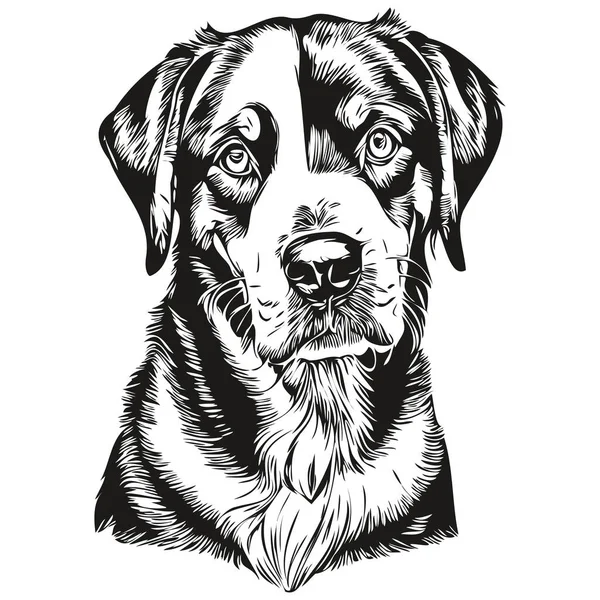 より大きなスイスマウンテン犬のアウトライン鉛筆画のアートワーク 白い背景に黒い文字 — ストックベクタ