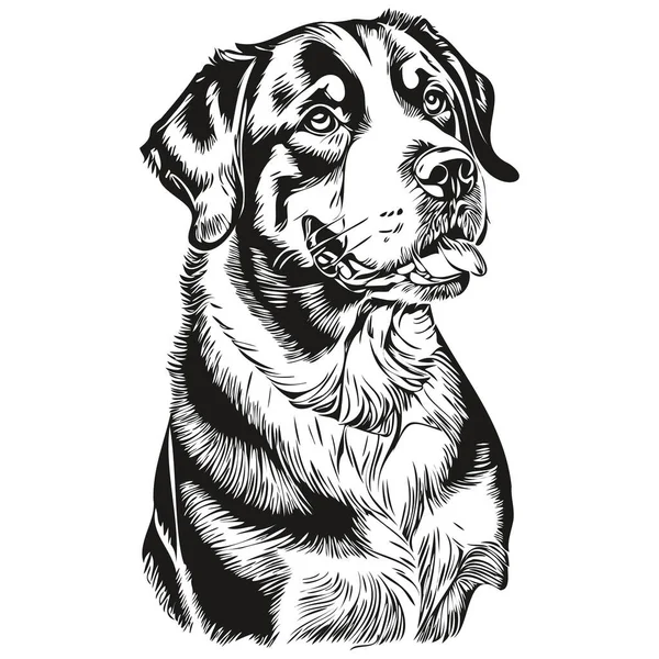 Greater Swiss Mountain Dog Pet Sketch Illustration Black White Engraving — Stock Vector