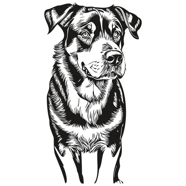 Greater Swiss Mountain Dog Realistic Pencil Drawing Vector Line Art — Stock Vector