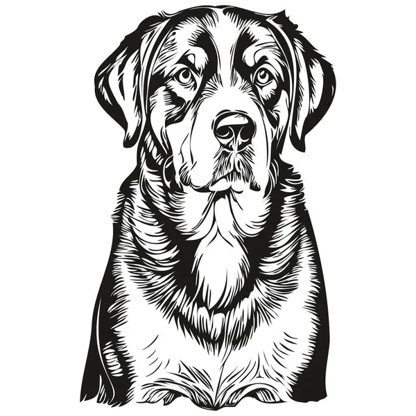 Större Schweiziska Mountain Hund Realistisk Sällskapsdjur Illustration Handritning Ansikte Svart — Stock vektor