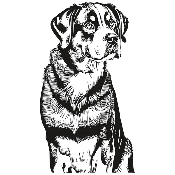 Gran Perro Montaña Suizo Realista Mascota Ilustración Dibujo Mano Cara — Vector de stock