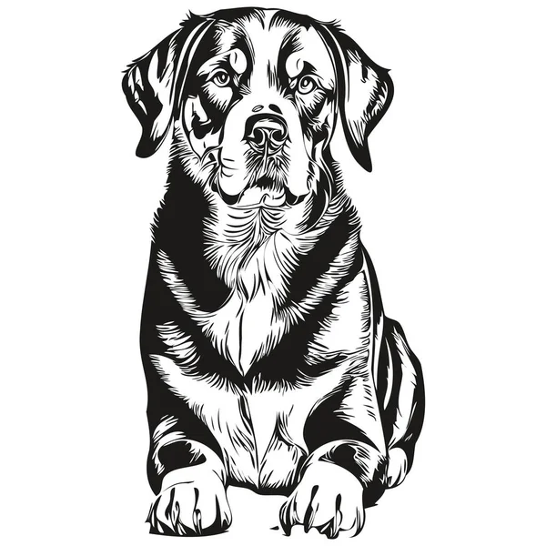 大瑞士山区狗的人物形象 剪贴画的艺术载体宠物画黑白逼真品种的宠物 — 图库矢量图片