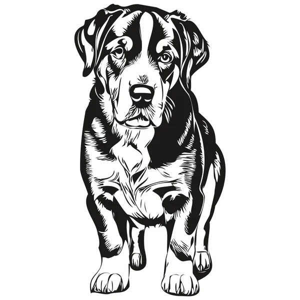 Велика Швейцарська Сорочка Гірських Собак Чорно Білий Милий Вектор Малювання — стоковий вектор