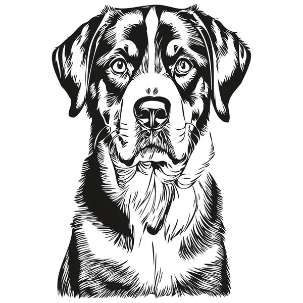 Grande Suíço Cão Montanha Vetor Rosto Desenho Retrato Esboço Estilo — Vetor de Stock