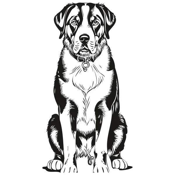 より大きなスイスの山の犬のベクトルの顔の肖像画を描く スケッチヴィンテージスタイル透明背景 — ストックベクタ
