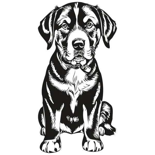 Daha büyük İsviçre Dağ Köpeği vektörü portresi çiziyor, eskiz vintage tarzı şeffaf arka plan gerçekçi evcil hayvan.
