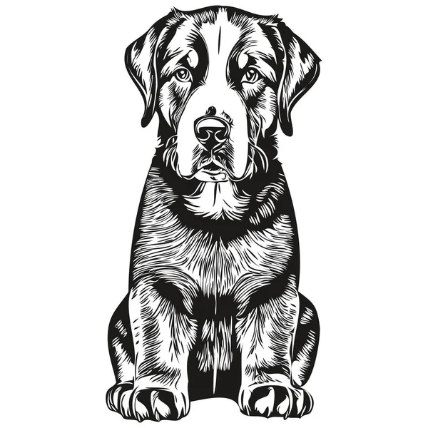 Велика Швейцарська Гірська Собака Векторна Графіка Намальована Рука Олівцем Лінія — стоковий вектор