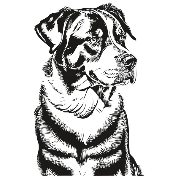 Gráficos Vetoriais Cães Montanha Suíços Maiores Ilustração Linha Animal Lápis — Vetor de Stock