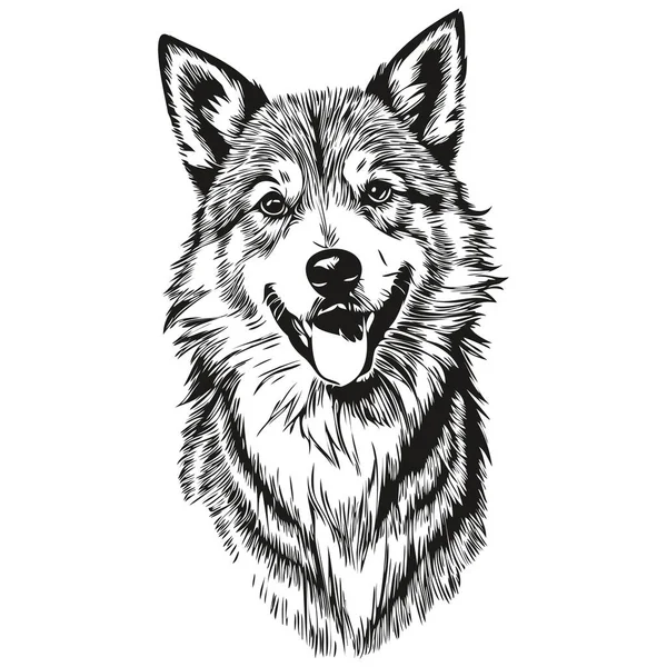 Islandský Ovčák Pes Plemeno Čára Kreslení Klip Art Zvíře Ruční — Stockový vektor