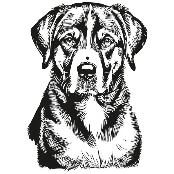 より大きなスイスの山の犬Tシャツプリント黒と白 かわいい面白いアウトライン描画ベクトル現実的な品種ペット — ストックベクタ