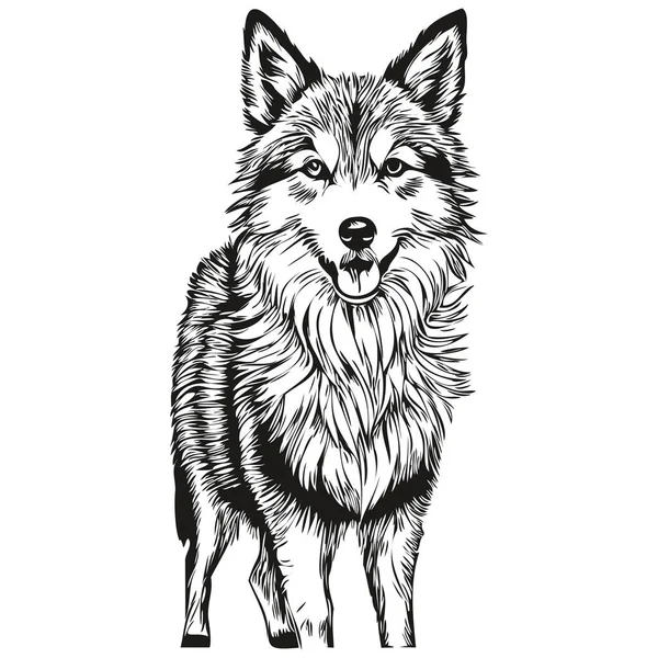 Islandský Ovčák Pes Kreslený Obličej Inkoust Portrét Černobílý Náčrt Kresba — Stockový vektor