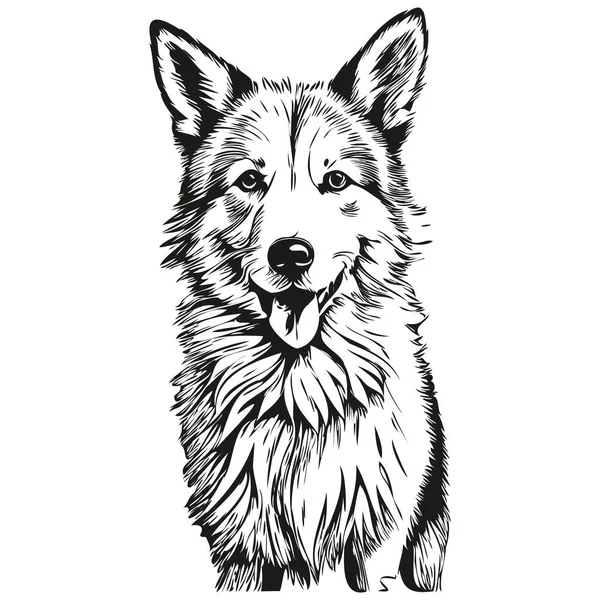 Icelandic Sheepdog Dog Engraved Vector Portrait Face Cartoon Vintage Drawing — Stock Vector