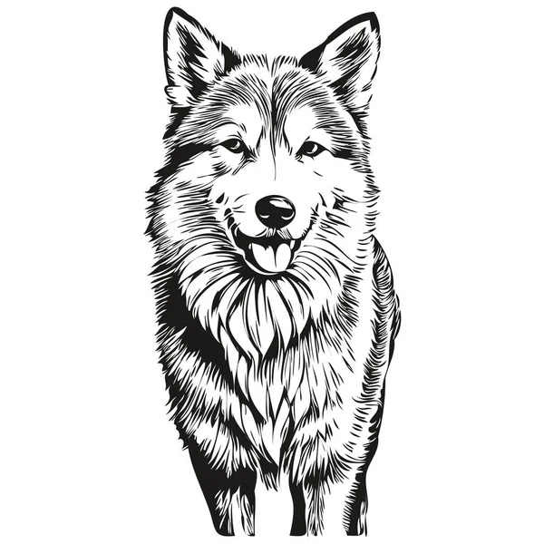 Isländischer Schäferhund Graviert Vektor Porträt Gesicht Cartoon Vintage Zeichnung Schwarz — Stockvektor