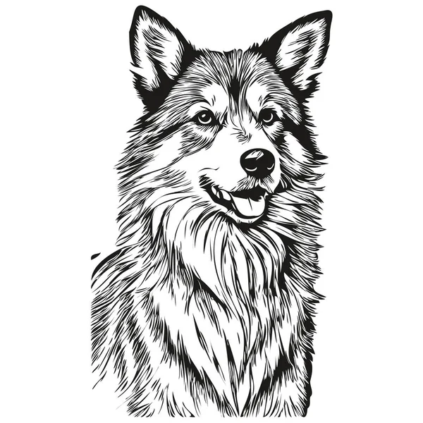 冰岛牧羊犬雕刻矢量肖像 正面卡通画黑白逼真品种宠物 — 图库矢量图片